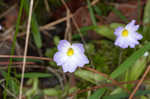 Southern butterwort